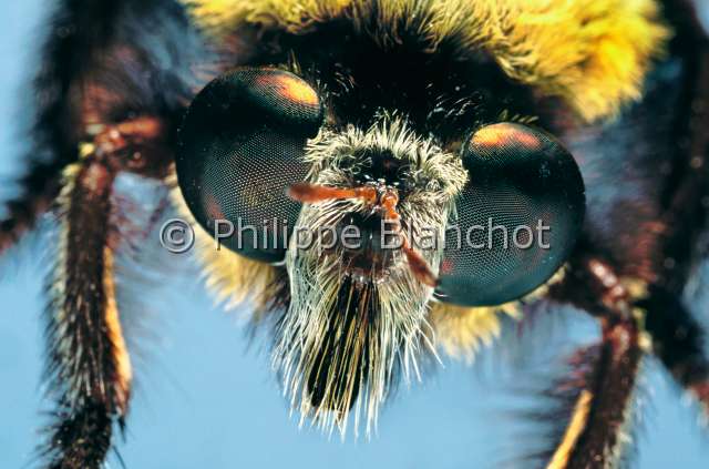 Hyperechia bomboides.JPG - in "Portraits d'insectes" ed. Seuil, Hyperechia bomboides, Asile bourdon, Robber fly, Diptera, Asilidae, Sénégal